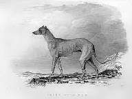 Deerhound a Deerhound 1846