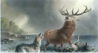 Deerhound : Stag at Bay by Sir E. Landseer