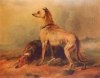 deerhound by James Giles