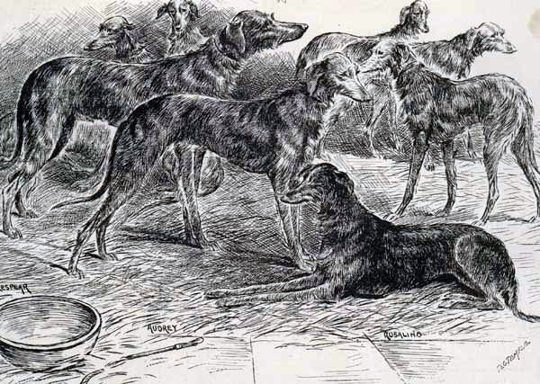 Deerhound Kennel 1880