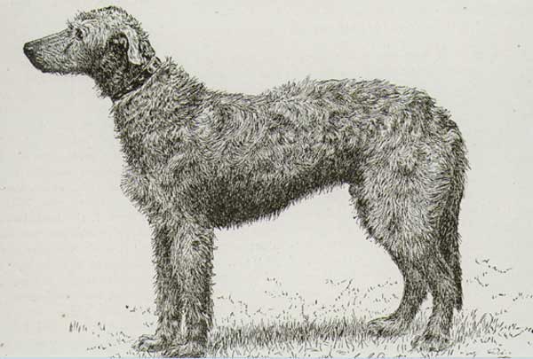 deerhound 1880