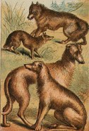 Deerhound, Irishwolfhound and wolf