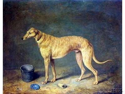 deerhound