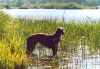 Deerhound Caelin dans l'eau  l'tang de Biscarosse