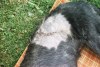 Deerhound Aghnadarragh Dn 5 mois blessure