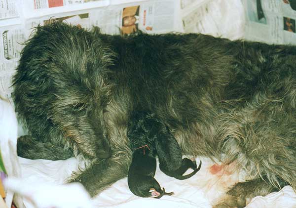 Deerhound Caelin et ses bébés
