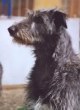 Deerhound Fritzen's Holly Golightly 14 mois