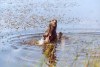 Deerhound Holly dans l'eau