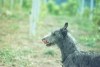 Deerhound Fritzen's Holly Golightly 18 mois