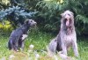 Deerhound : aghnadarragh Celdric et Holly 4 mois