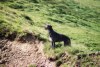 Deerhound Fritzen's Holly Golightly 17 mois