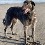 Scottish deerhound