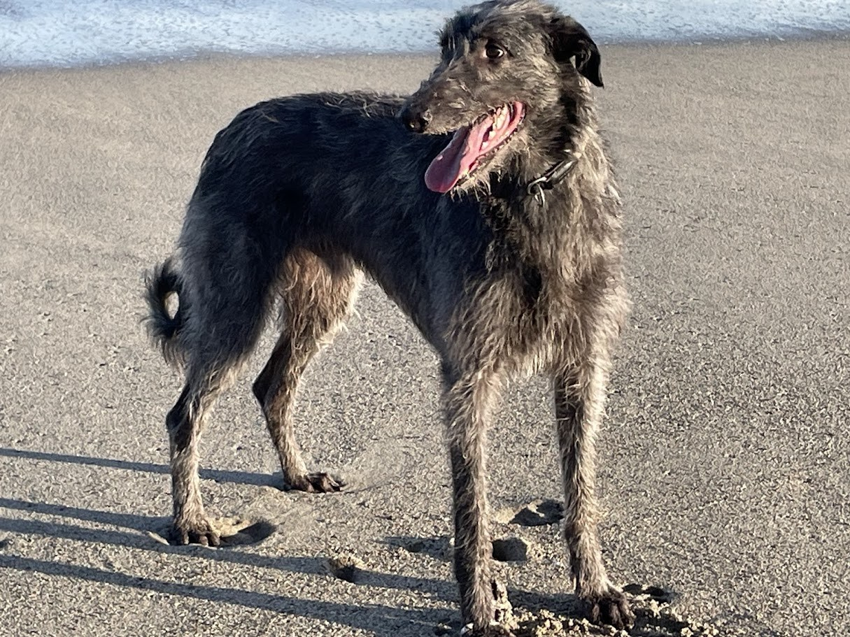 Scottish deerhound